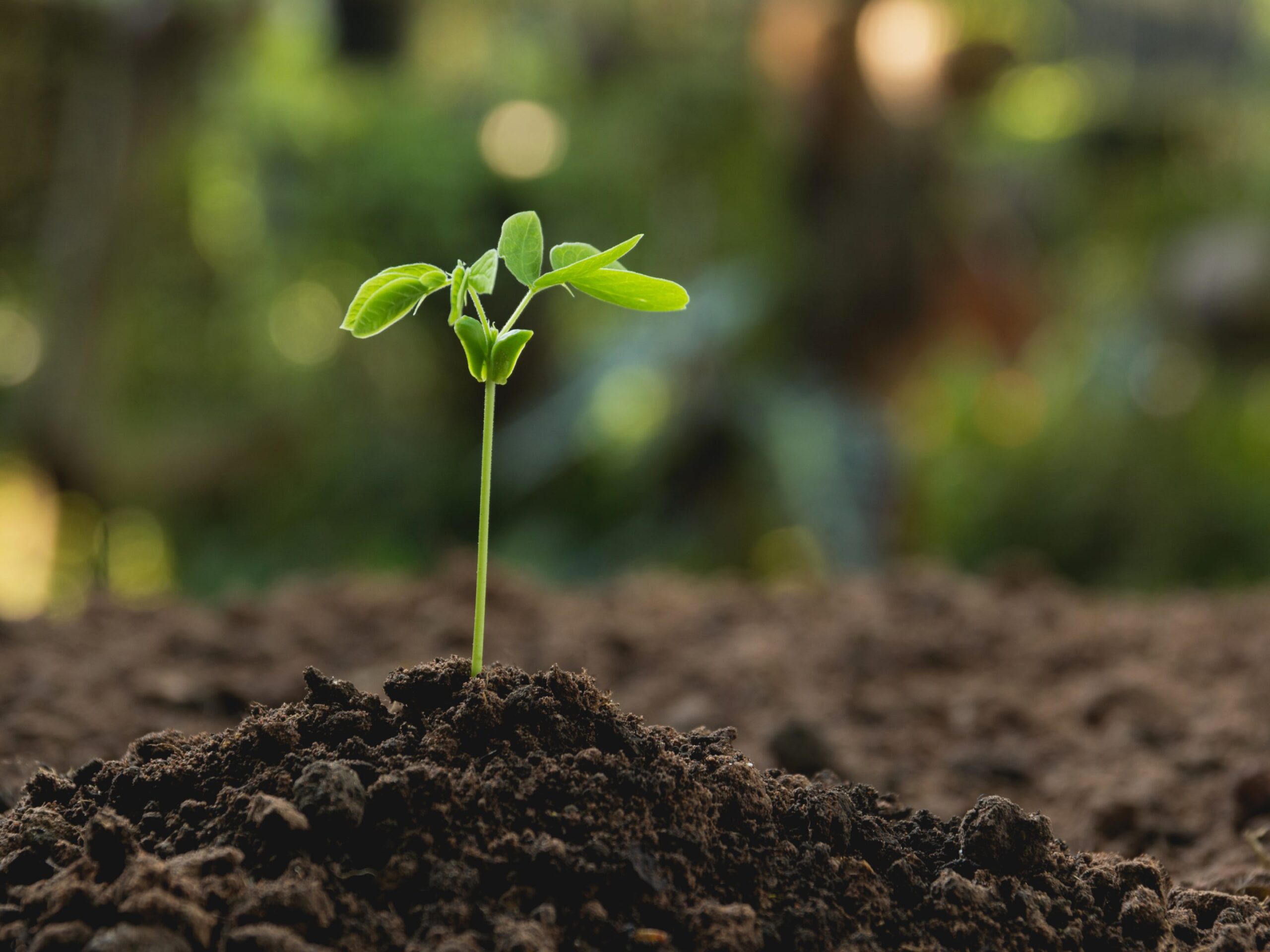 basics-potting-soil_grundlagen-erde_01